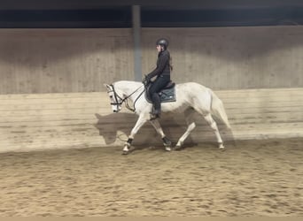 Más caballos centroeuropeos, Yegua, 9 años, 160 cm, Tordo
