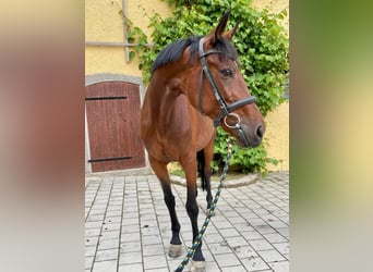 Más caballos centroeuropeos, Yegua, 9 años, 163 cm, Castaño