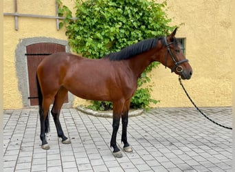 Más caballos centroeuropeos, Yegua, 9 años, 163 cm, Castaño