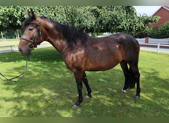 Más caballos centroeuropeos, Yegua, 9 años, 163 cm, Castaño oscuro