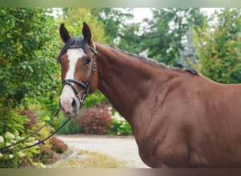 Más caballos centroeuropeos, Yegua, 9 años, 165 cm, Castaño