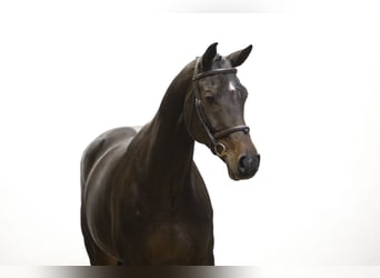 Más caballos centroeuropeos, Yegua, 9 años, 165 cm, Castaño oscuro
