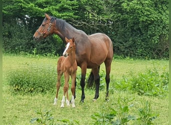 Más caballos centroeuropeos, Yegua, 9 años, 166 cm, Castaño