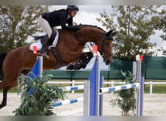 Más caballos centroeuropeos, Yegua, 9 años, 167 cm, Castaño