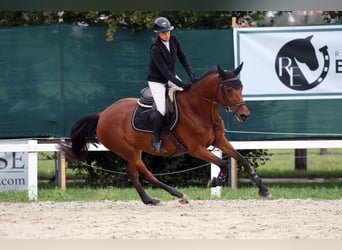 Más caballos centroeuropeos, Yegua, 9 años, 167 cm, Castaño