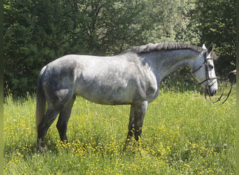 Más caballos centroeuropeos, Yegua, 9 años, 167 cm, Tordo