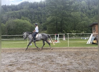 Más caballos centroeuropeos, Yegua, 9 años, 167 cm, Tordo