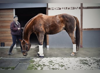 Más caballos centroeuropeos, Yegua, 9 años, 175 cm, Alazán-tostado