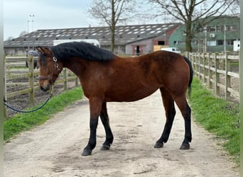 Más caballos centroeuropeos, Yegua, 9 años, Castaño oscuro
