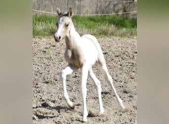 Más caballos centroeuropeos, Yegua, , 163 cm, Pío