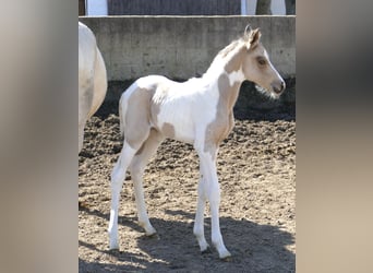 Más caballos centroeuropeos, Yegua, , 163 cm, Pío