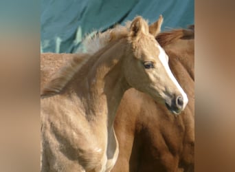 Más caballos centroeuropeos, Yegua, Potro (02/2026), 167 cm, Palomino