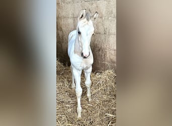 Más caballos centroeuropeos, Yegua, Potro (03/2026), 167 cm, Pío