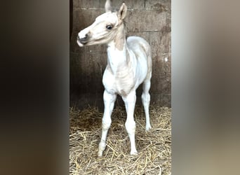 Más caballos centroeuropeos, Yegua, Potro (03/2026), 167 cm, Pío