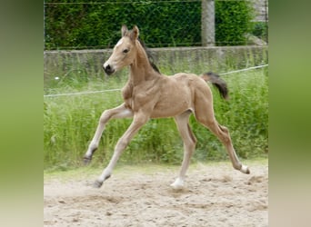 Más caballos centroeuropeos, Yegua, Potro (05/2024), 168 cm, Buckskin/Bayo