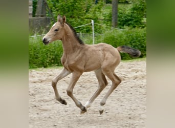 Más caballos centroeuropeos, Yegua, Potro (05/2024), 168 cm, Buckskin/Bayo