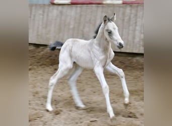 Más caballos centroeuropeos, Yegua, Potro (04/2026), 168 cm, Buckskin/Bayo