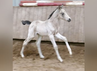 Más caballos centroeuropeos, Yegua, Potro (04/2026), 168 cm, Buckskin/Bayo