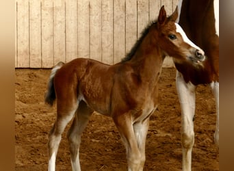 Más caballos centroeuropeos, Yegua, Potro (03/2026), 168 cm, Castaño