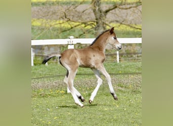 Más caballos centroeuropeos, Yegua, Potro (04/2026), 168 cm, Castaño