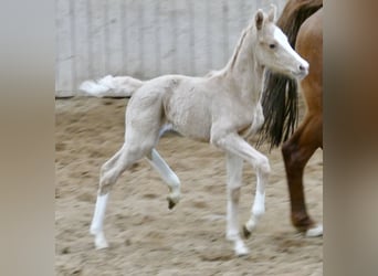 Más caballos centroeuropeos, Yegua, , 168 cm, Palomino