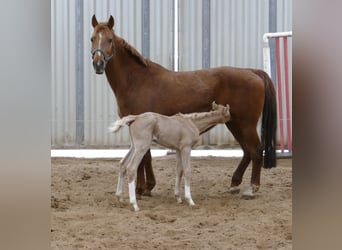 Más caballos centroeuropeos, Yegua, , 168 cm, Palomino