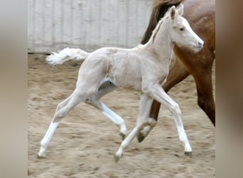 Más caballos centroeuropeos, Yegua, , 168 cm, Palomino