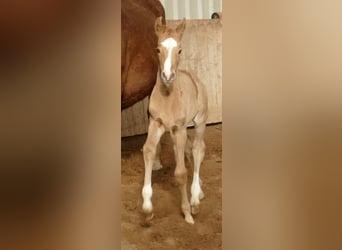 Más caballos centroeuropeos, Yegua, , 168 cm, Palomino