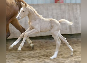 Más caballos centroeuropeos, Yegua, , 168 cm, Palomino