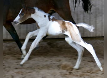 Más caballos centroeuropeos, Yegua, Potro (03/2024), 168 cm, Pío
