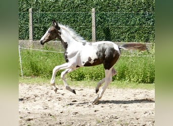 Más caballos centroeuropeos, Yegua, Potro (04/2024), 168 cm, Pío