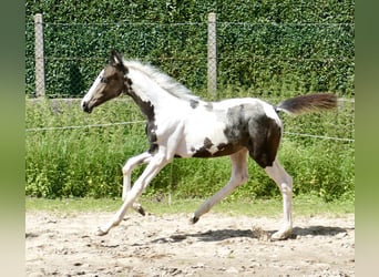 Más caballos centroeuropeos, Yegua, Potro (04/2024), 168 cm, Pío