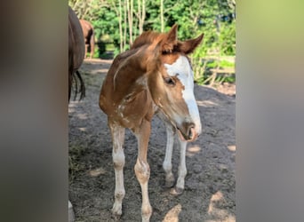 Más caballos centroeuropeos, Yegua, Potro (06/2024), 168 cm, Sabino