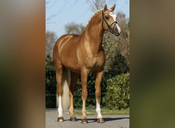 Más caballos centroeuropeos, Yegua, Potro (06/2024), 168 cm, Sabino