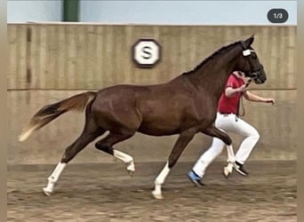 Más caballos centroeuropeos, Yegua, Potro (06/2024), 168 cm, Sabino