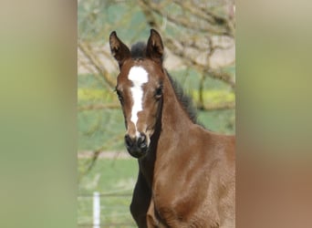Más caballos centroeuropeos, Yegua, Potro (04/2026), 170 cm, Castaño