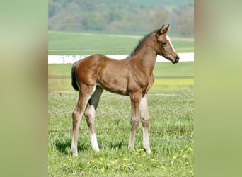 Más caballos centroeuropeos, Yegua, Potro (04/2026), 170 cm, Castaño