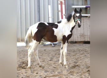 Más caballos centroeuropeos, Yegua, Potro (04/2024), 170 cm, Pío