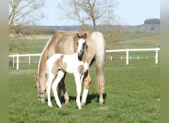Más caballos centroeuropeos, Yegua, Potro (03/2026), 170 cm, Pío