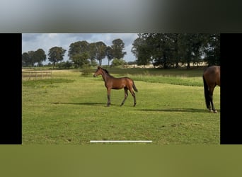 Más caballos centroeuropeos, Yegua, Potro (04/2025), Castaño oscuro