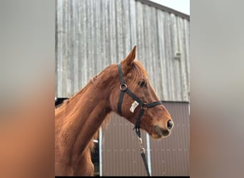 Más caballos de pura sangre, Caballo castrado, 10 años