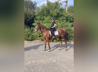 Más caballos de pura sangre, Caballo castrado, 11 años, 165 cm, Alazán