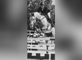 Más caballos de pura sangre, Caballo castrado, 11 años, 172 cm, Tordo
