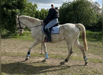 Más caballos de pura sangre, Caballo castrado, 12 años, 164 cm, Tordo picazo