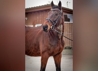 Más caballos de pura sangre, Caballo castrado, 12 años, 165 cm, Castaño