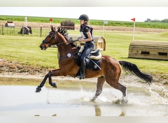 Más caballos de pura sangre, Caballo castrado, 12 años, 165 cm, Castaño rojizo