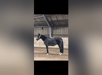 Más caballos de pura sangre, Caballo castrado, 14 años, 160 cm, Negro