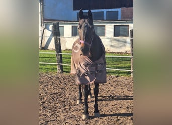 Más caballos de pura sangre, Caballo castrado, 14 años, 162 cm, Castaño oscuro