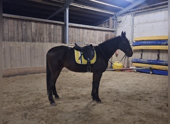 Más caballos de pura sangre, Caballo castrado, 14 años, 162 cm, Castaño oscuro