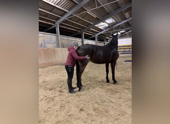 Más caballos de pura sangre, Caballo castrado, 14 años, 162 cm, Castaño oscuro